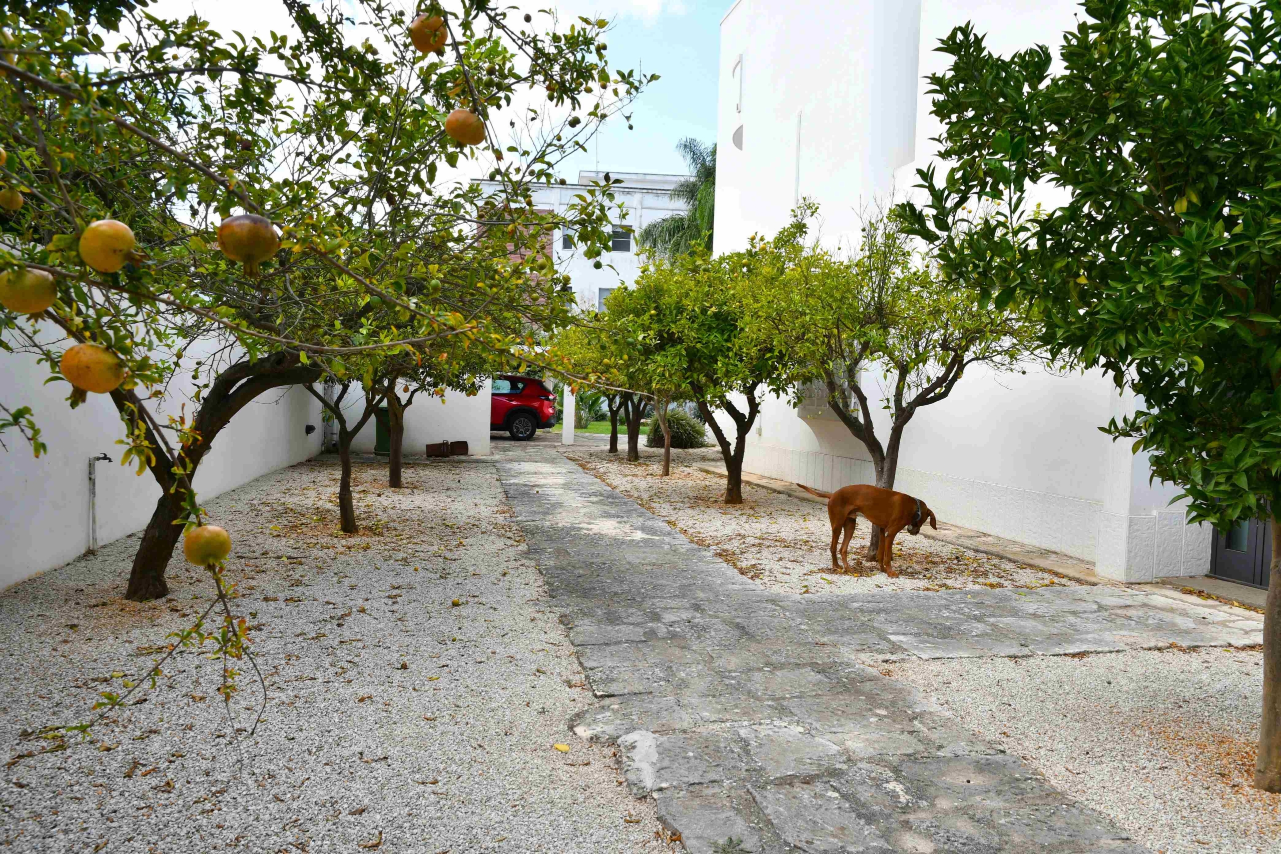 GIARDINO LATERALE