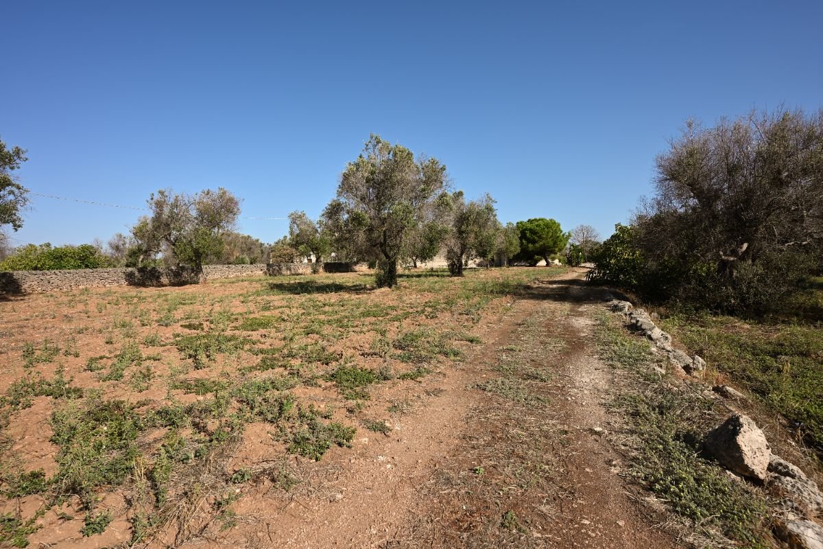 TERRENO